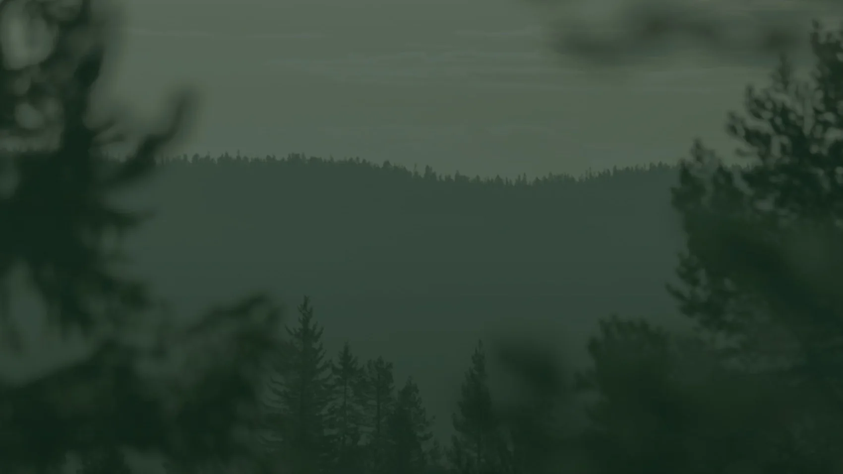Forêt de conifères sur une colline boisée, en fin de journée